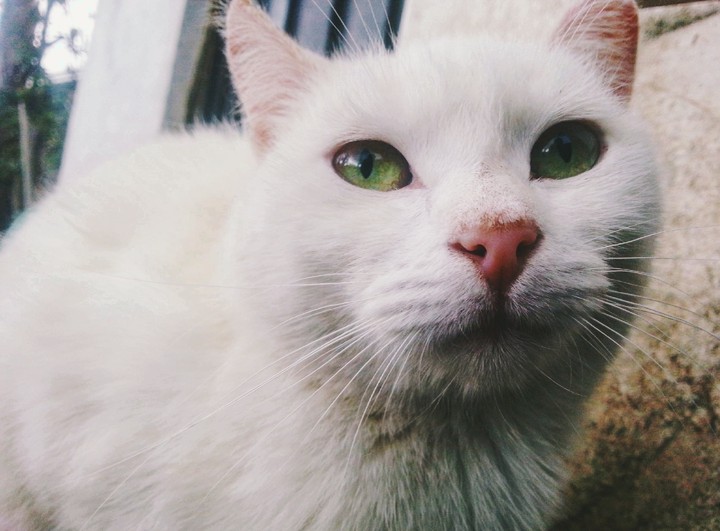 Haru my little kitty