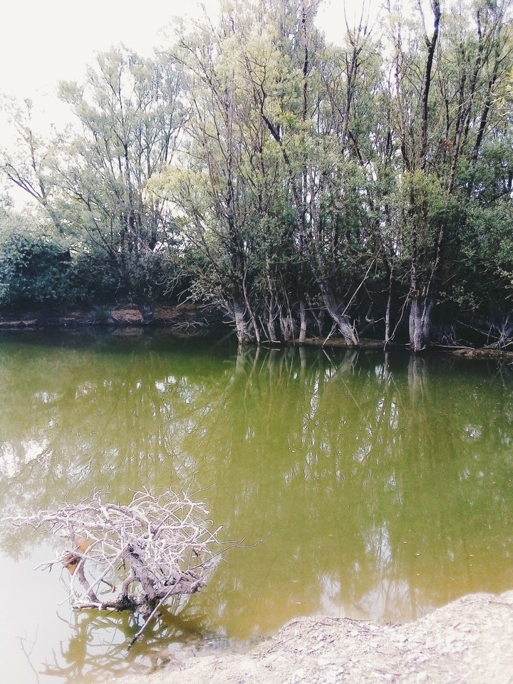 étang