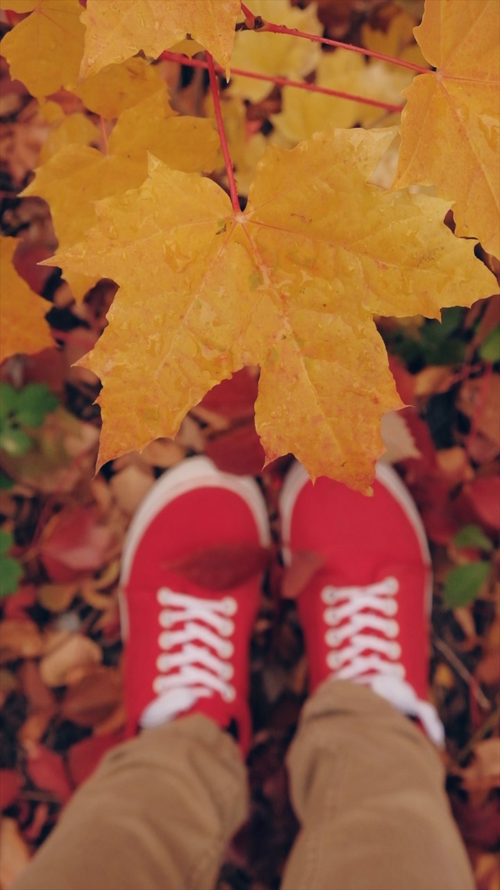 Fall Leaves