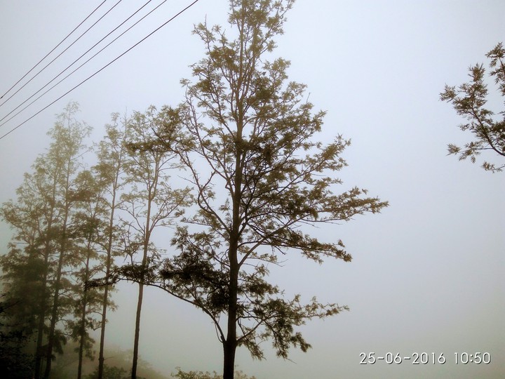 fog and tree