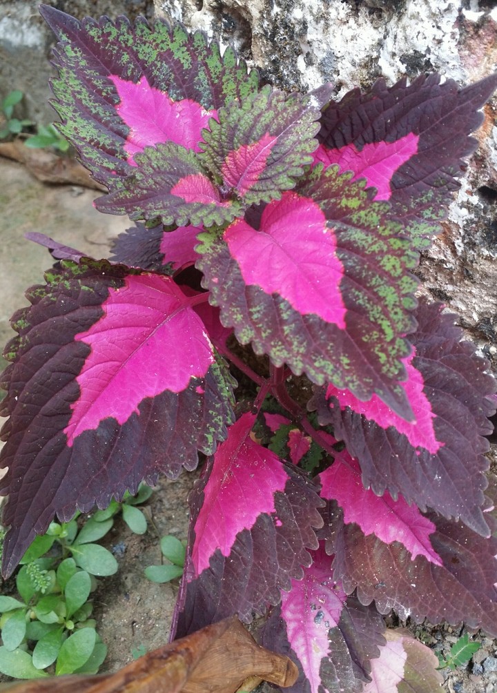 Coleus Plant