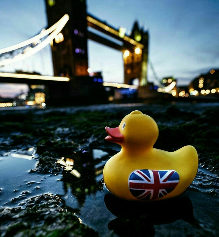 a duck in london
