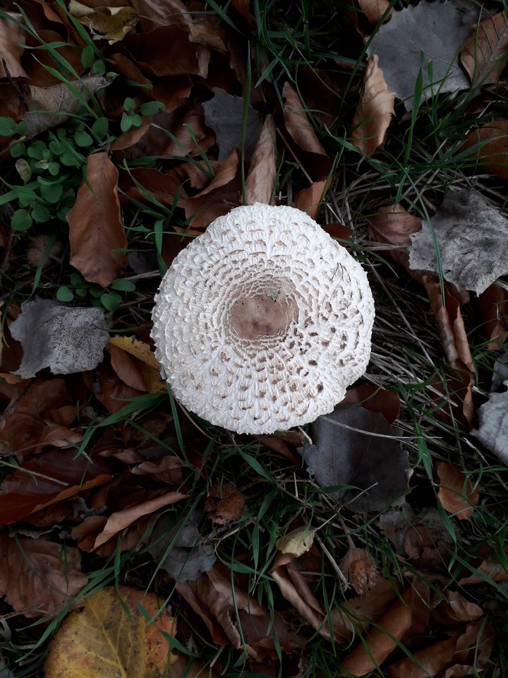mushroom