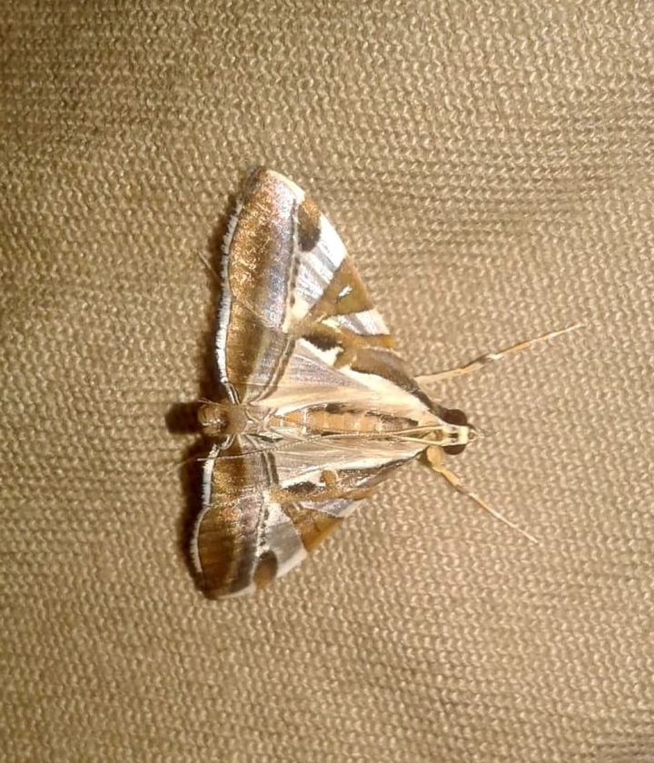 A Moth