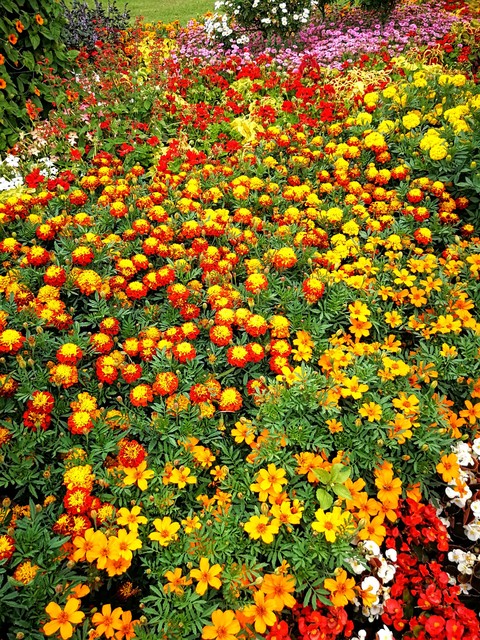 Sommerblumen