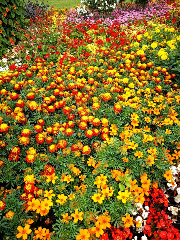 Sommerblumen