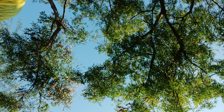 tree