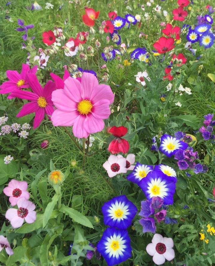 in the meadow...