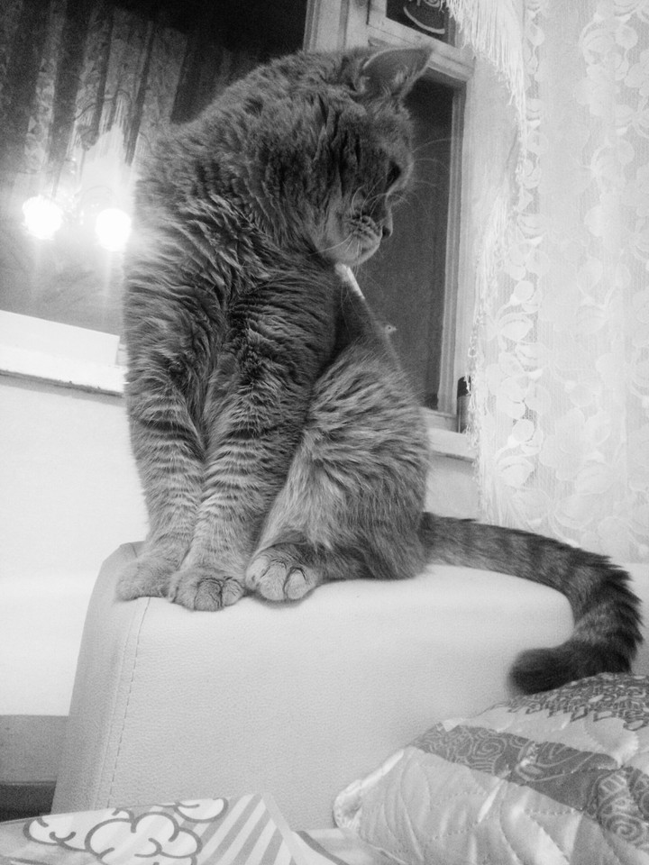 #кот#чб