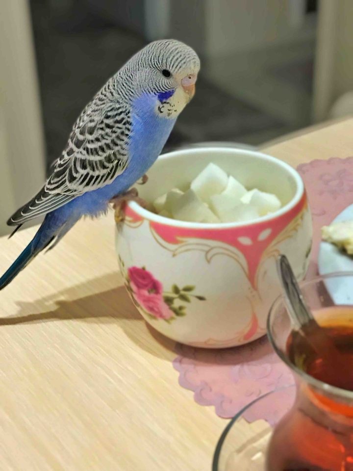 bird