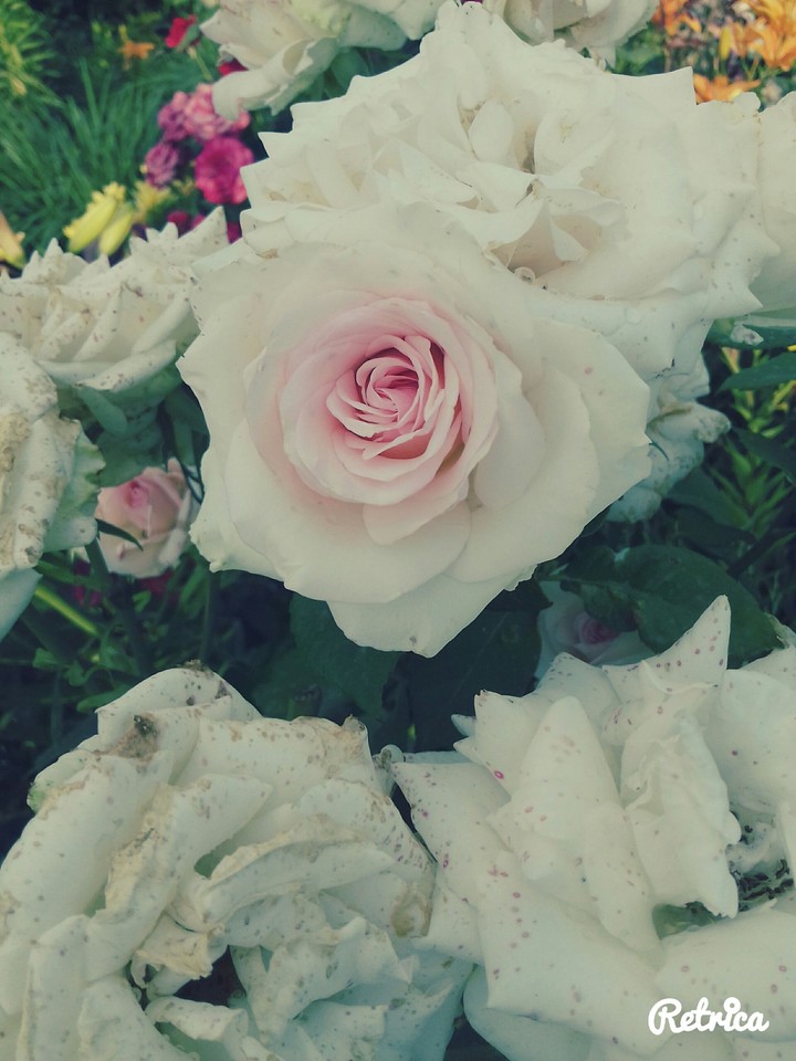 Roses