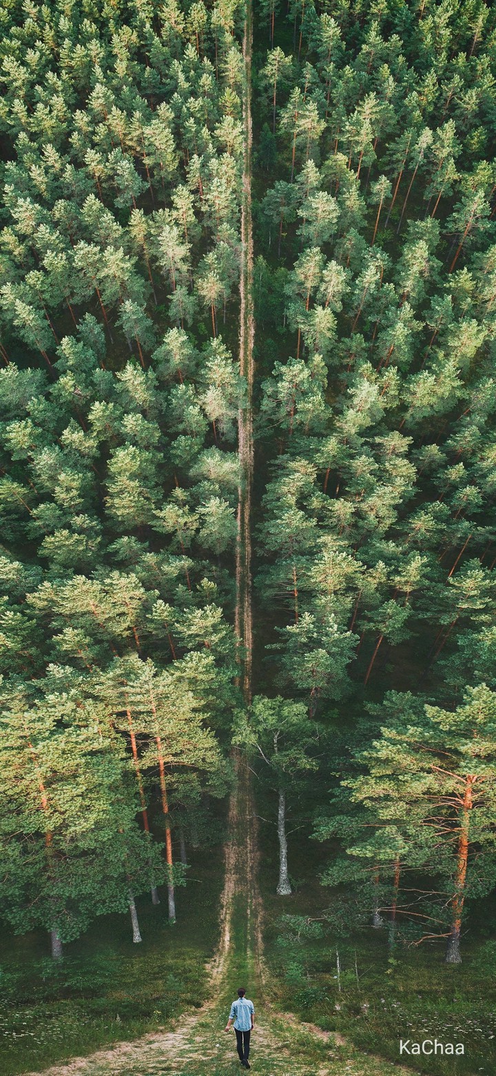 Evergreen