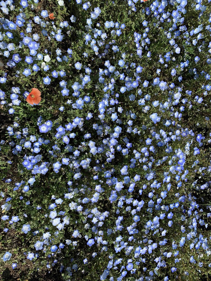 Nemophila