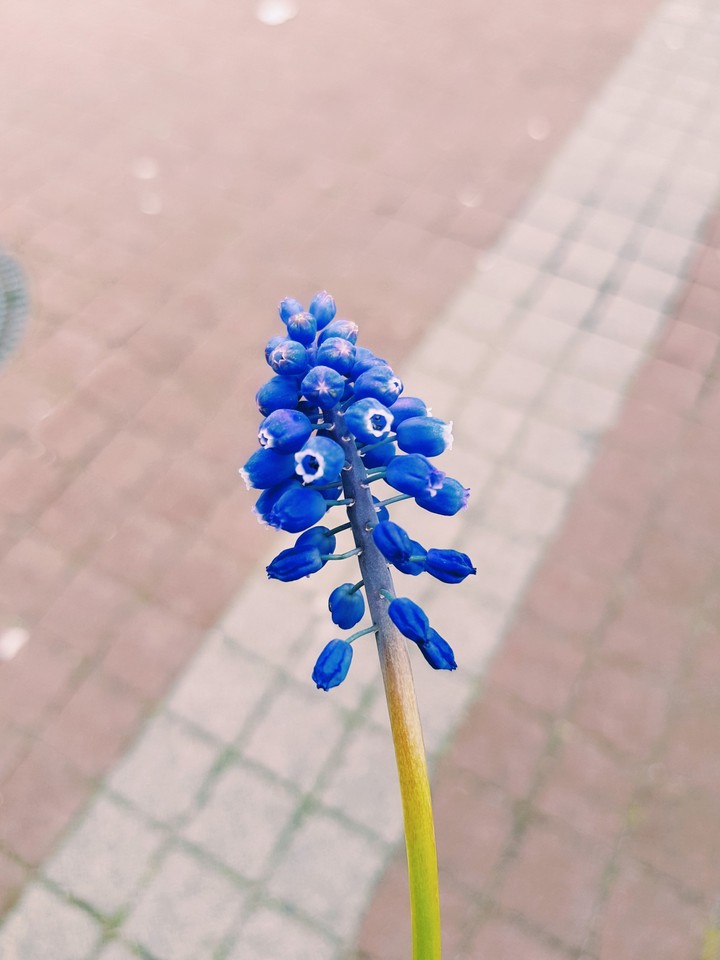 Blue flowers