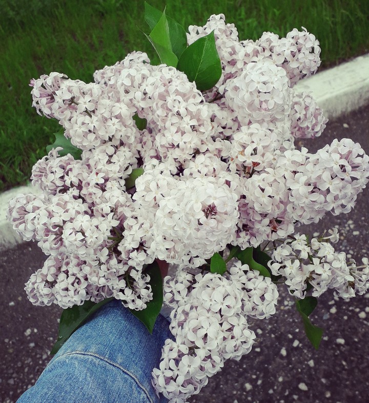 сирень