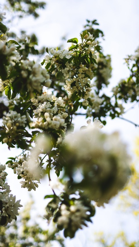 twig, flower duvar kağıtları
