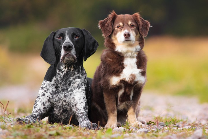 Dog's