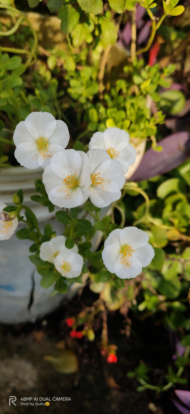 9 o'clock flower