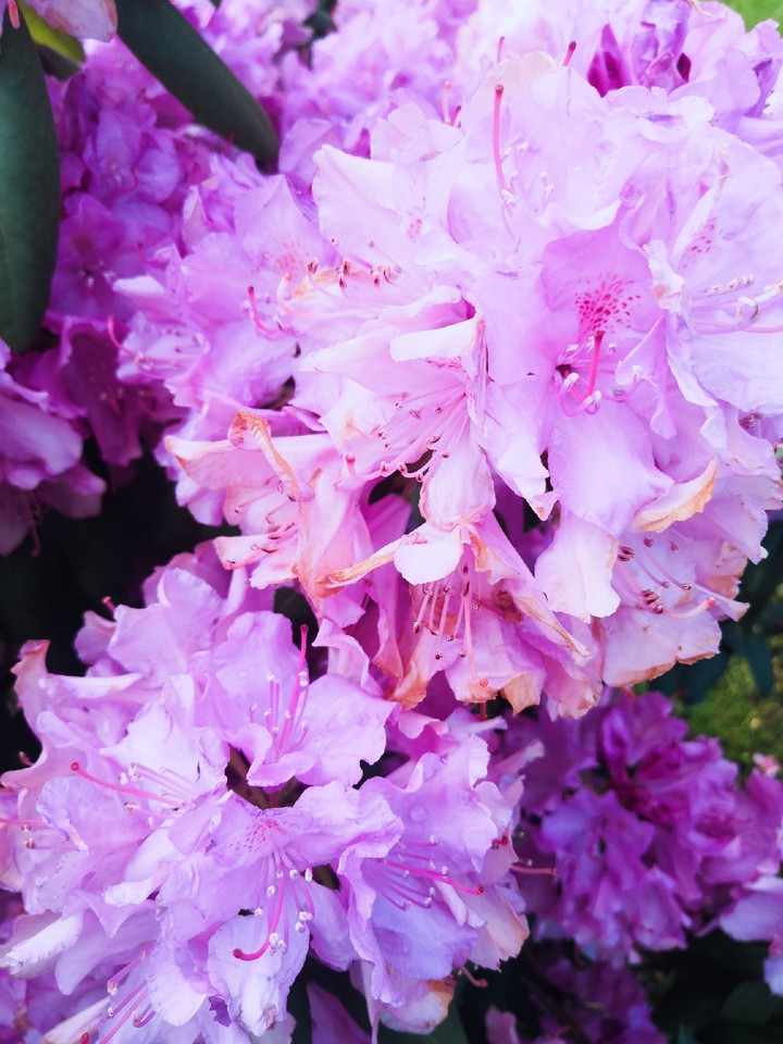Just Pink F.