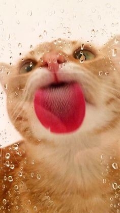 chat 