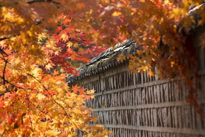 Wall and Leaves