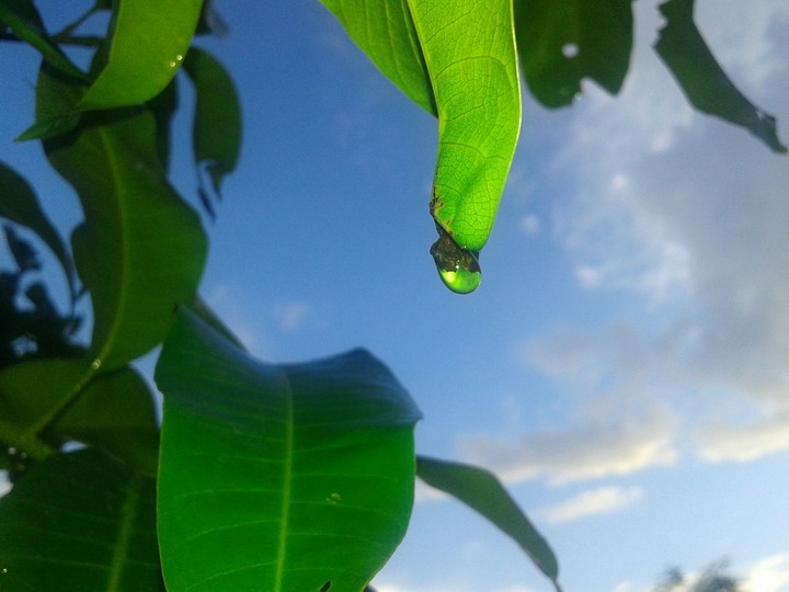 Green drop