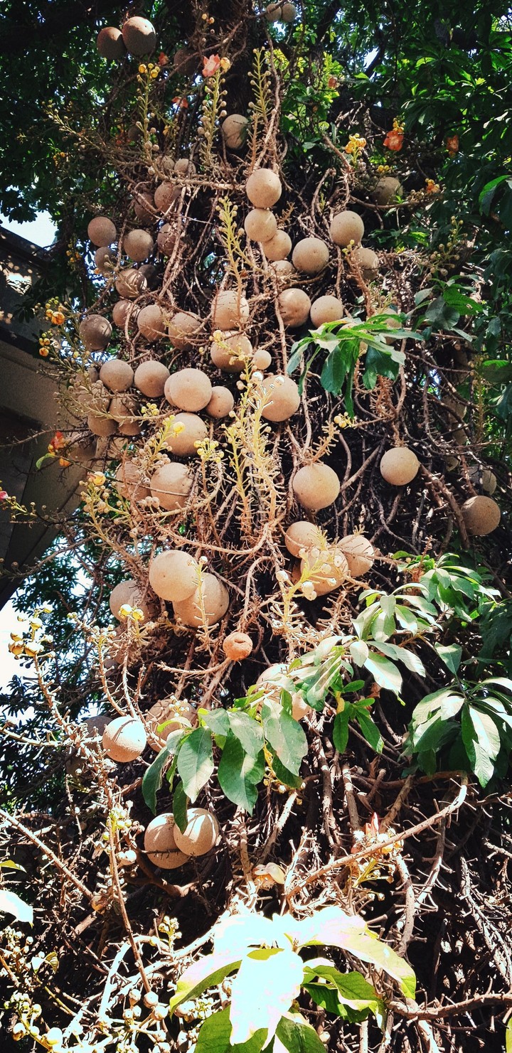 Iron ball