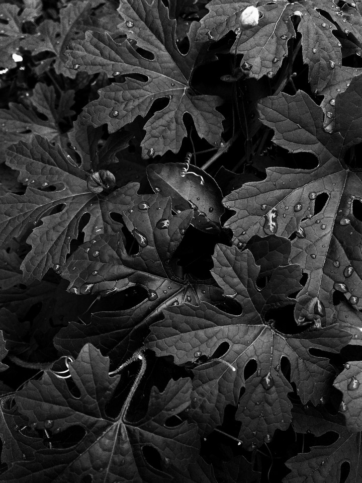 Droplets on leaves