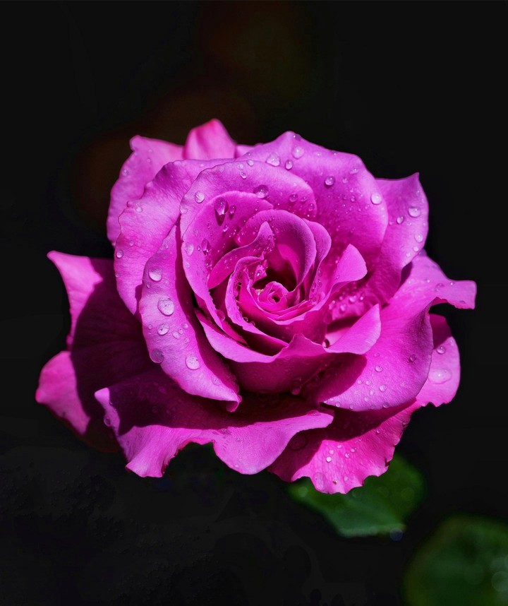 Hot_Pink