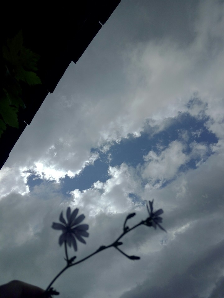 flowers and clouds