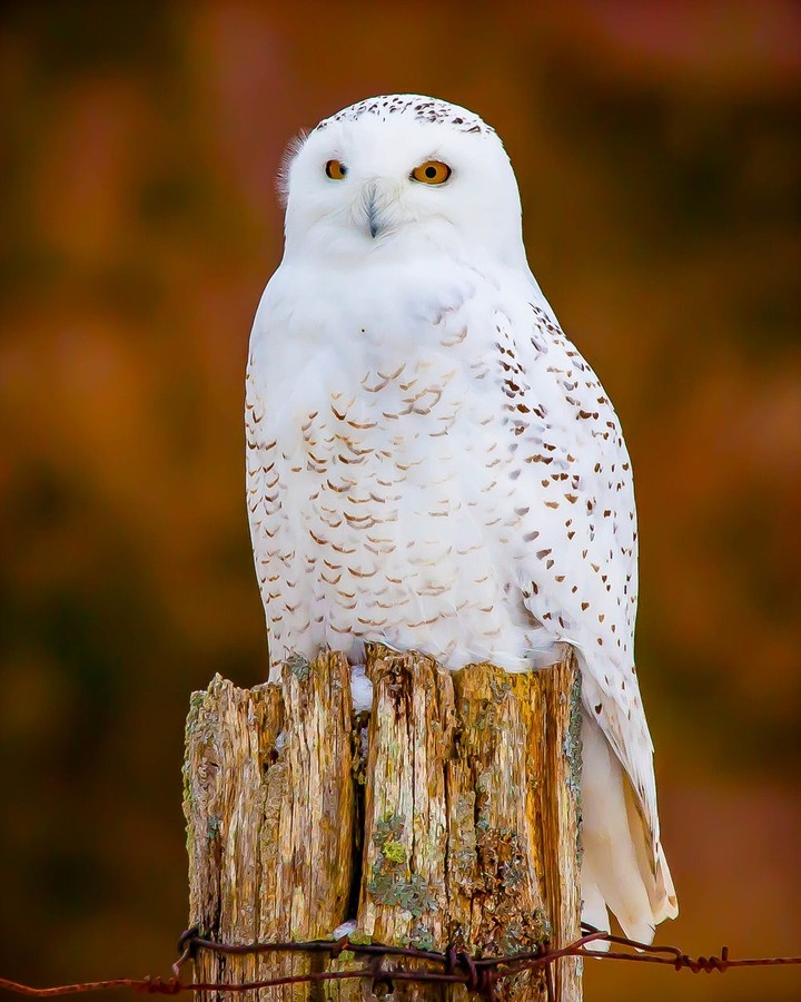 Snowy owl
