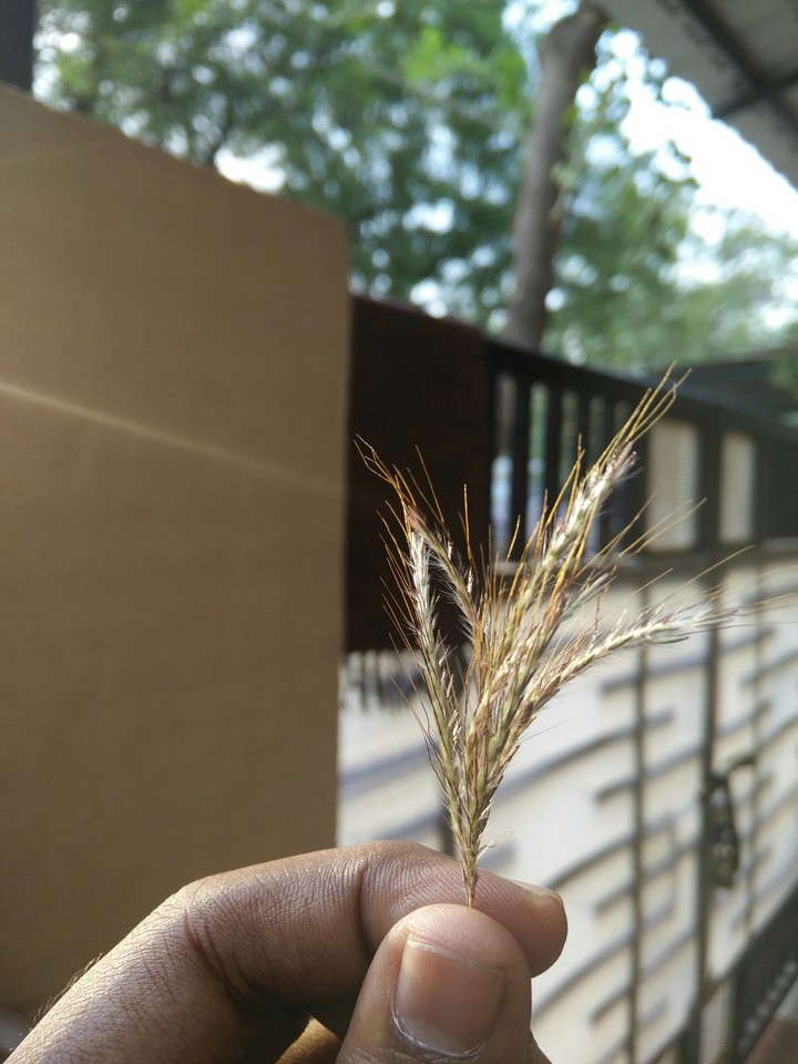 grass family