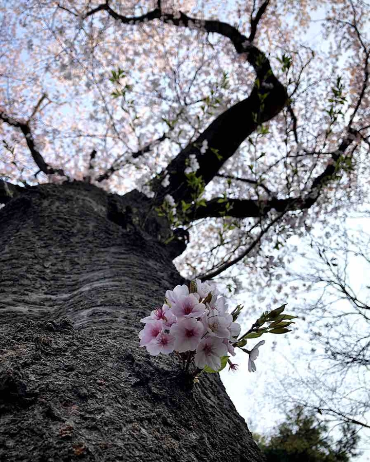 cherry blossom
