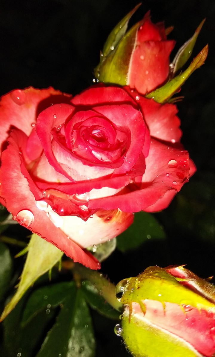 Roses in drops of water