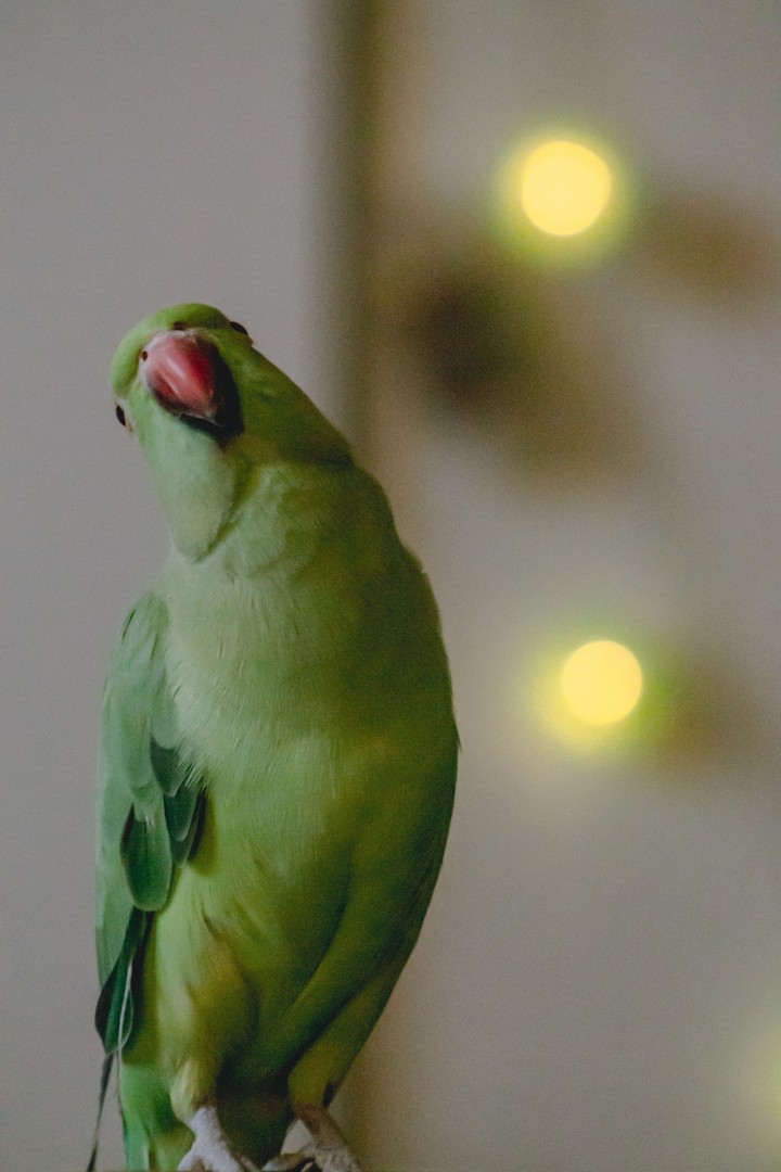 Attitude
