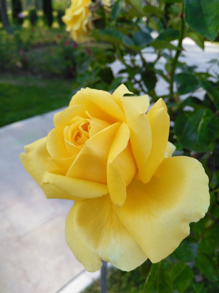 rose
