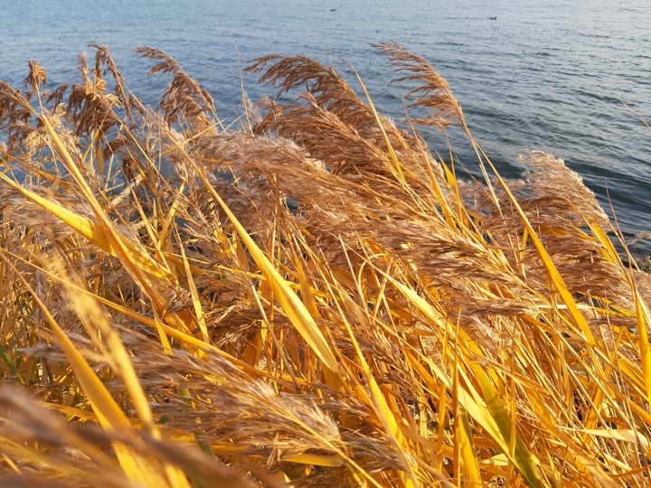 Golden Reed