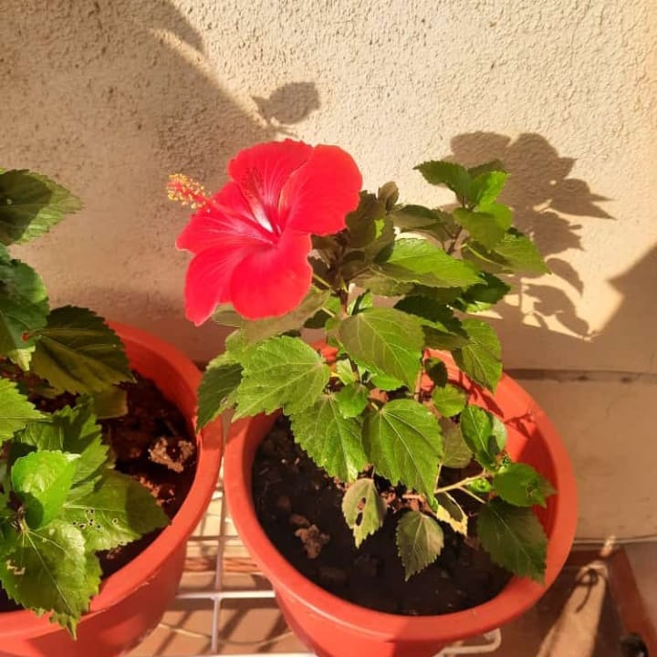 hibiscus