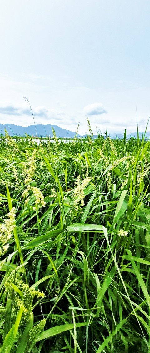 prairie, grassland Hintergrundbilder