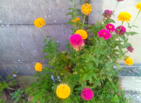 обои flower, pink