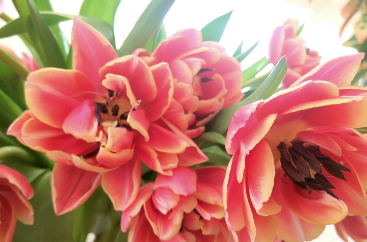 tulips