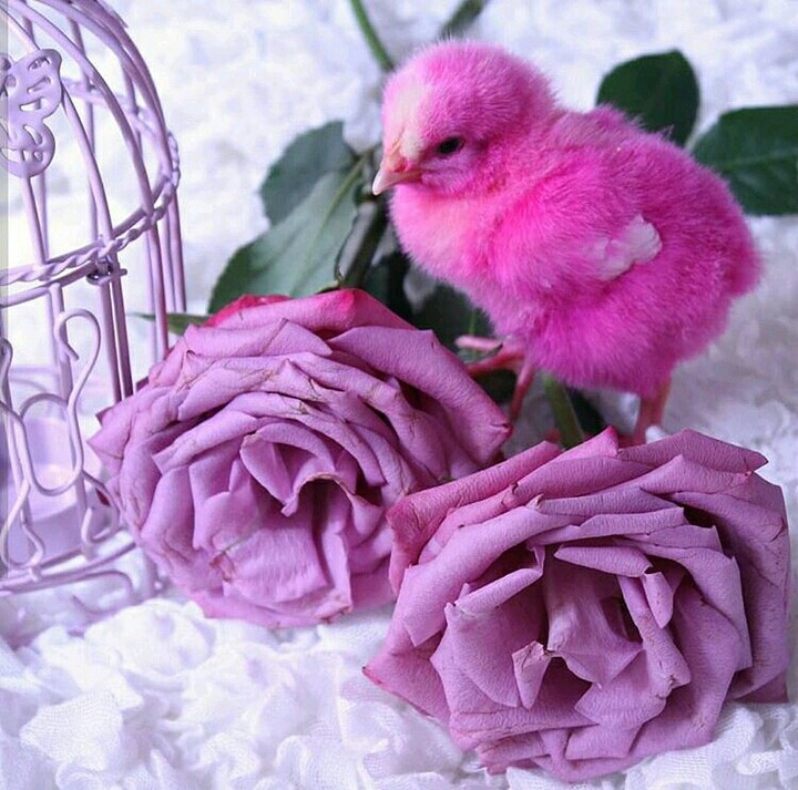 perple rose