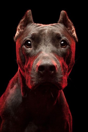 Pitbull Terrier