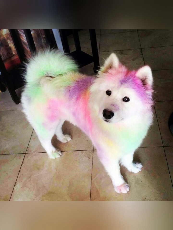 Dog:3