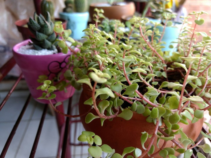 Suculenta