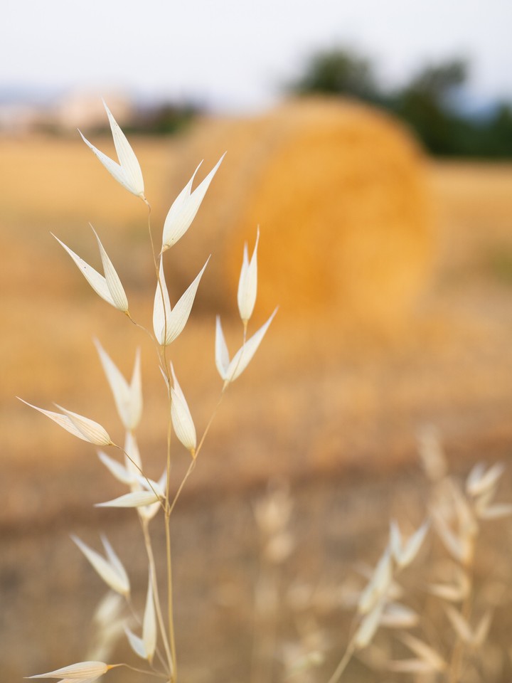 Grain Fields