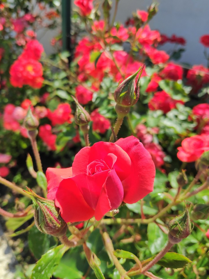 Rose bud