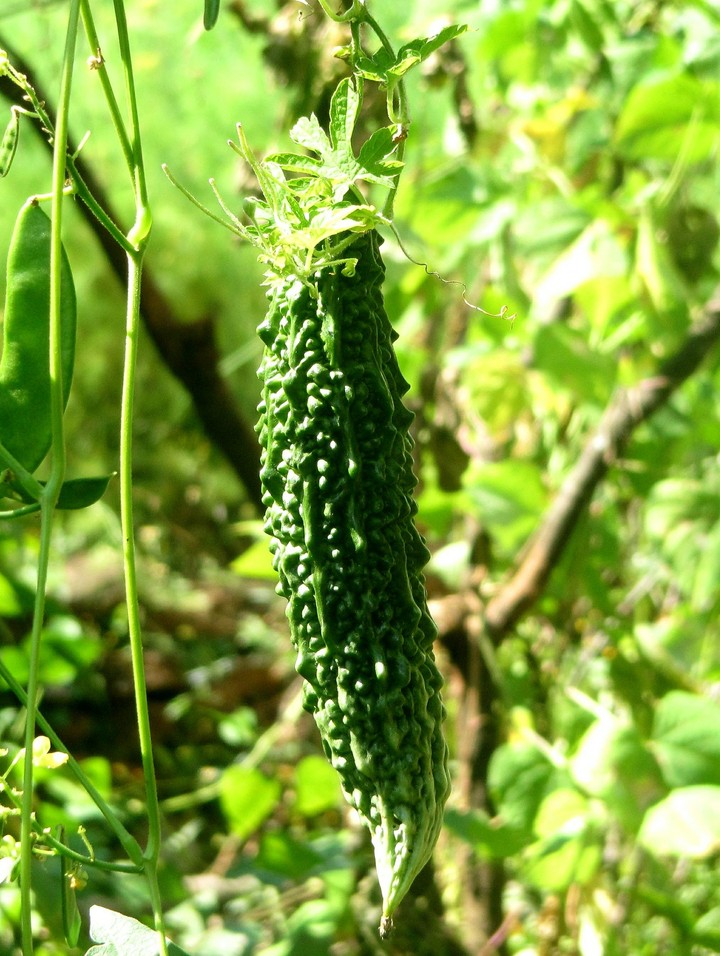 karela nepal