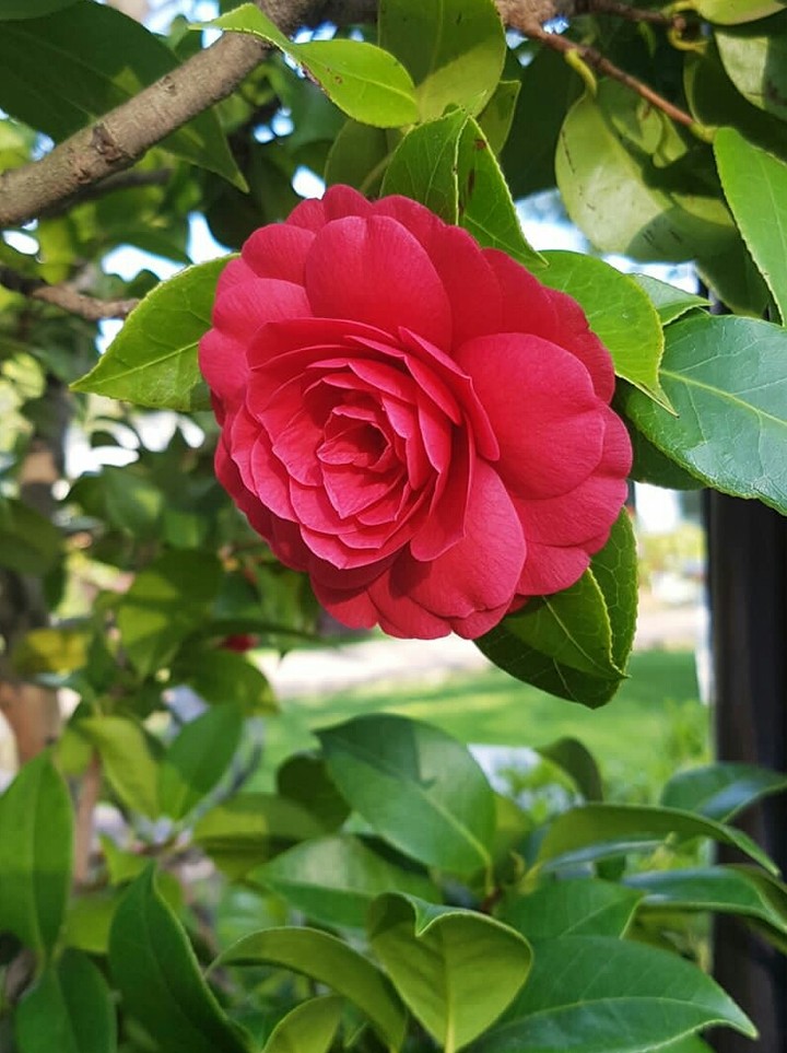 flower