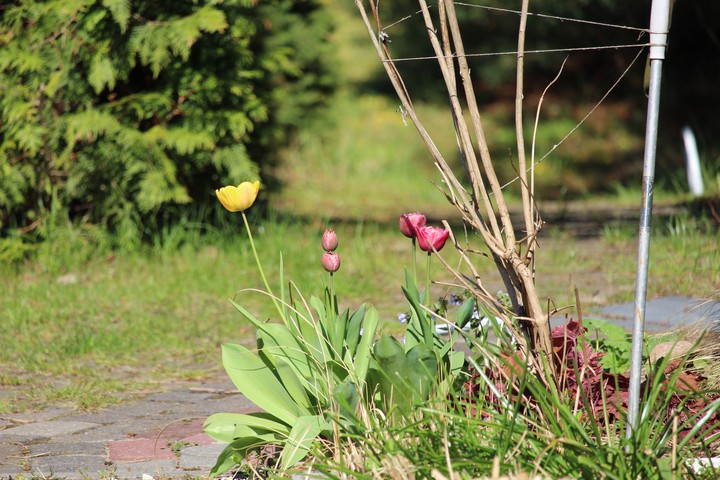 tulips